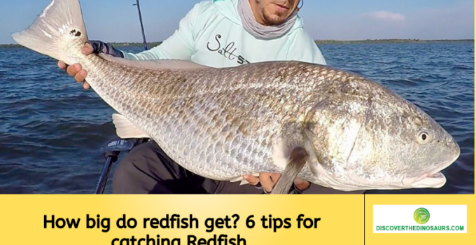 How big do redfish get? 6 tips for catching Redfish 