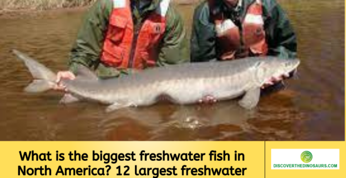 What is the biggest freshwater fish in North America? 12 largest freshwater fish in the world