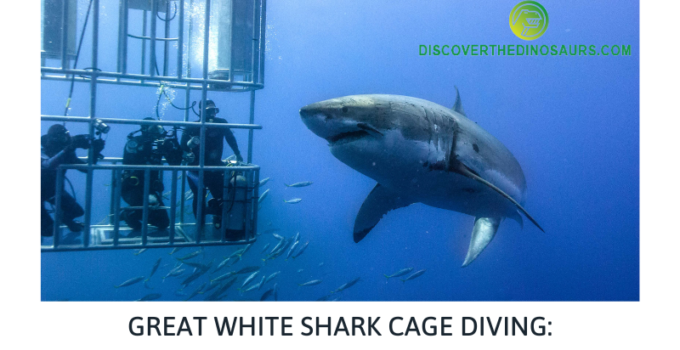 Great White Shark Cage Diving: Places, Time, and Tips