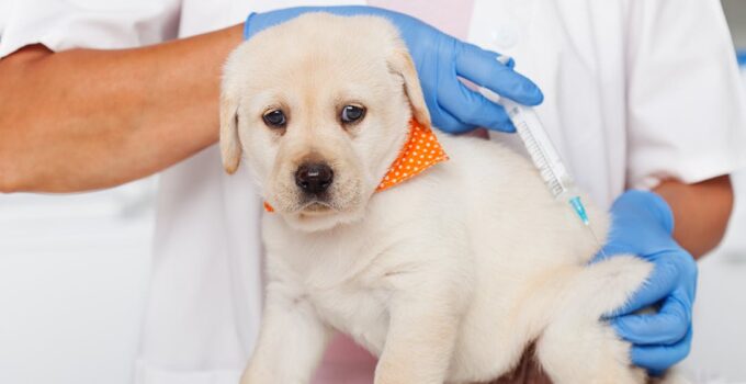 Can You Go To Jail For Not Vaccinating Your Dog?